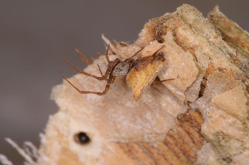 Uloborus_ZZ625_D7981_Z_88_North Stradbroke island_Australie.jpg